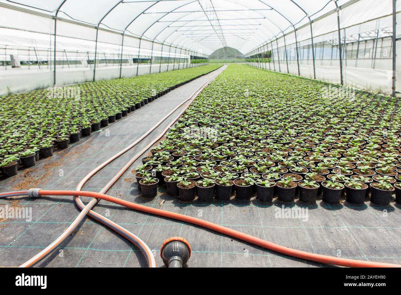 Invernaderos para flores en crecimiento. Industria de la floricultura  Fotografía de stock - Alamy