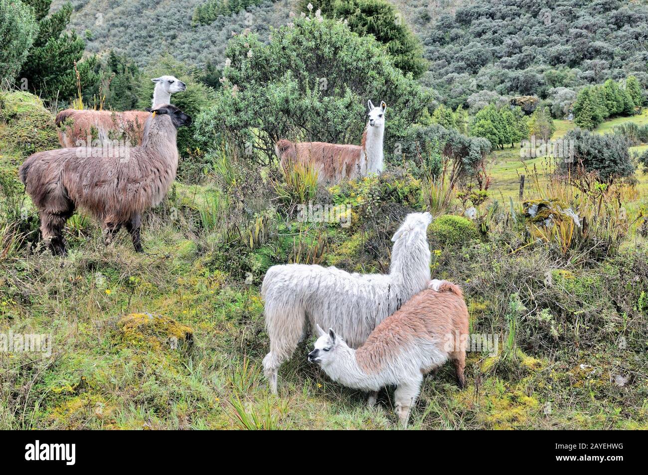 Alpacas en el camino en los Andes del Ecuador Foto de stock