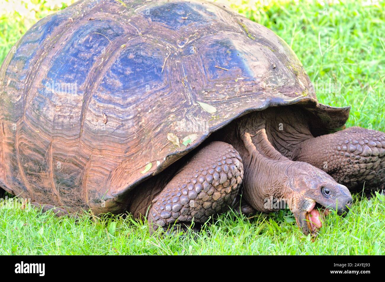 Comer hierba tortuga Galápagos Foto de stock