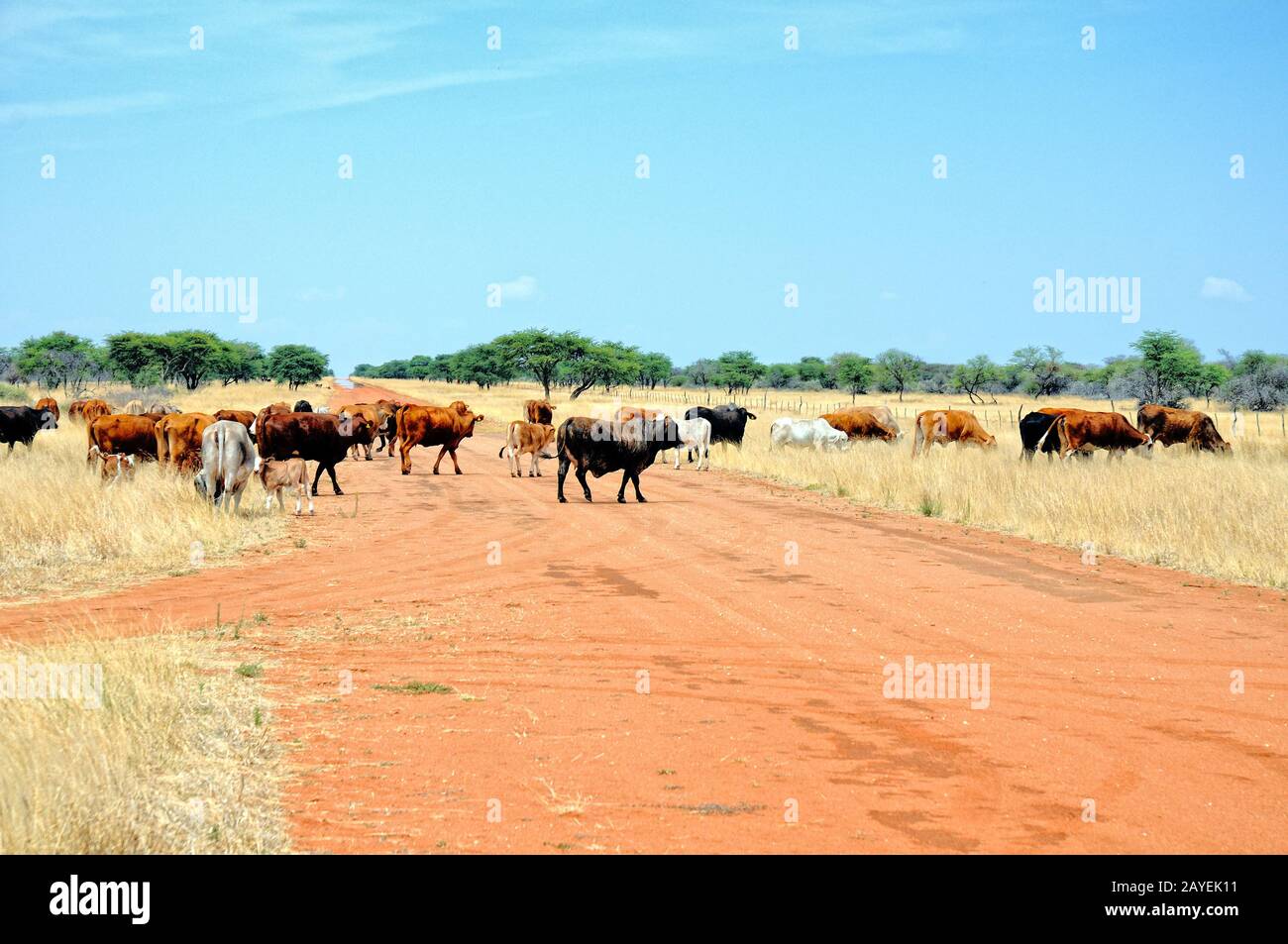 Conducción de ganado en la carretera de Namibia Foto de stock