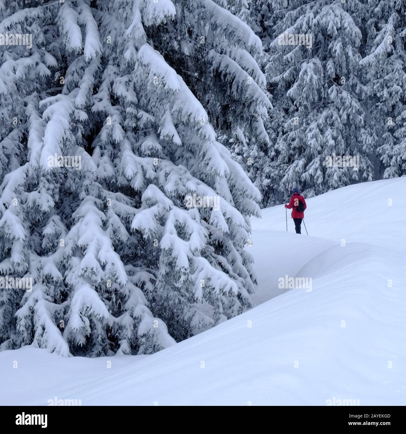 Un solitario excursionista en el bosque de invierno Foto de stock