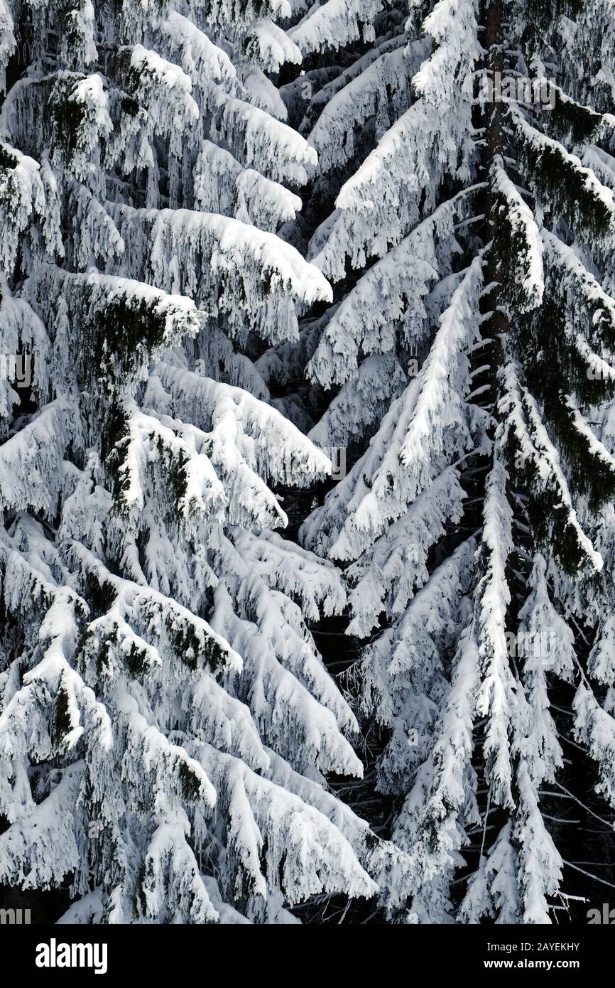 Bosque de invierno Foto de stock