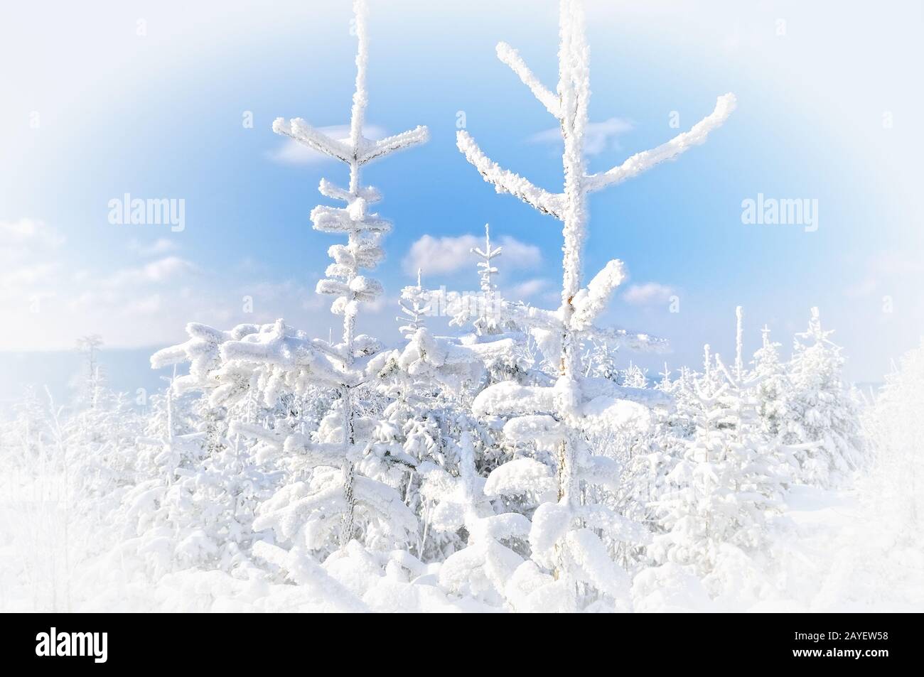 Bosque de invierno con viñeta blanca Foto de stock