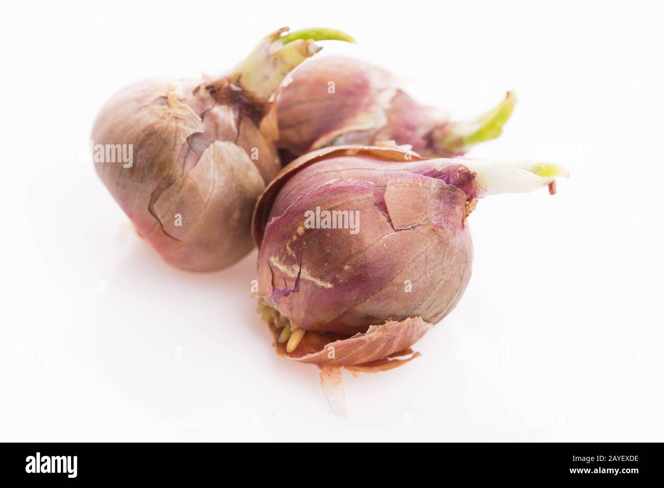 Cebollas egipcias fotografías e imágenes de alta resolución - Alamy