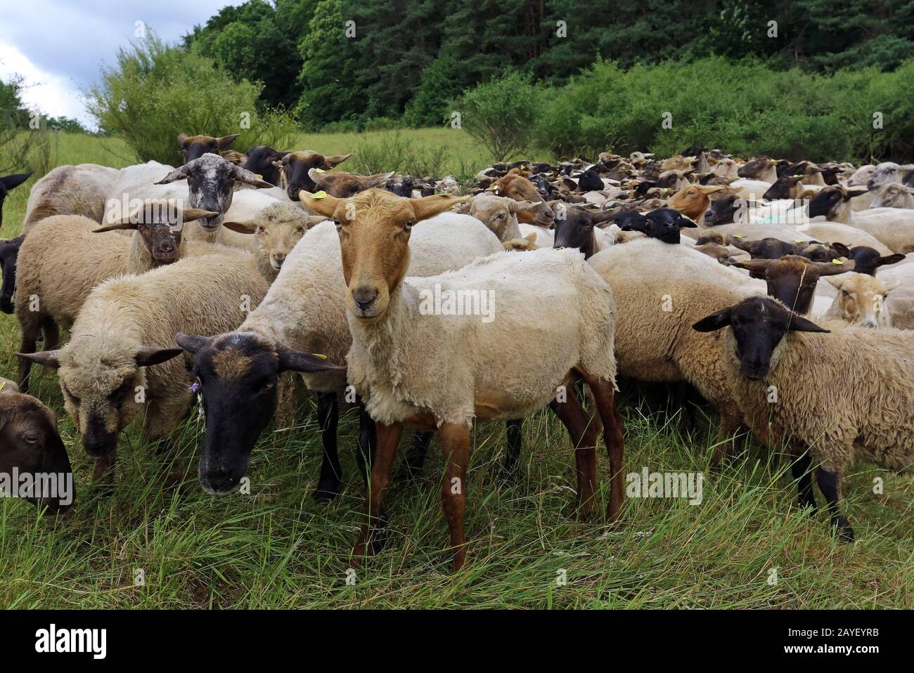 rebaño de ovejas Foto de stock