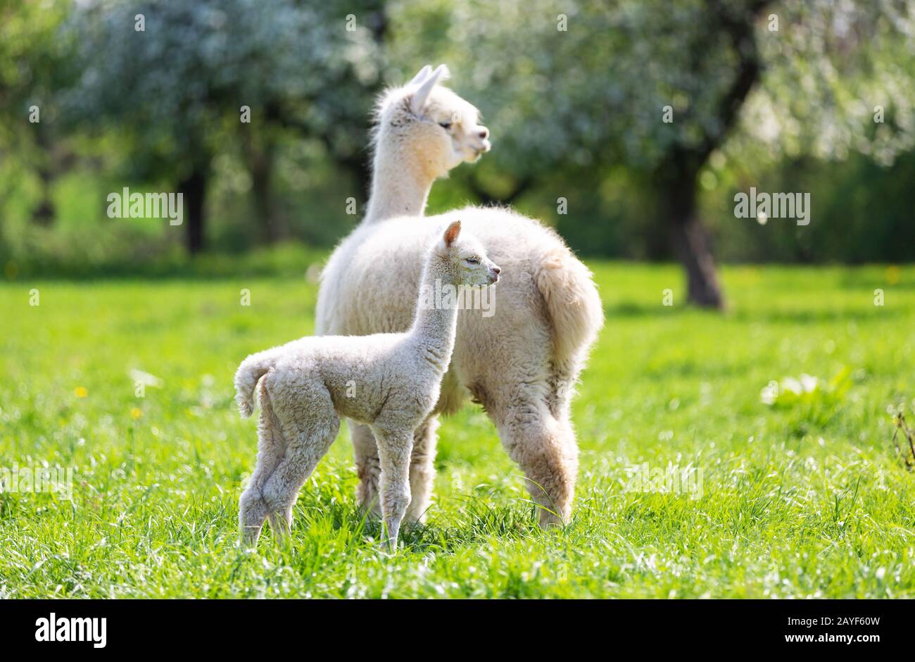 Alpaca con descendencia, mamífero sudamericano Foto de stock