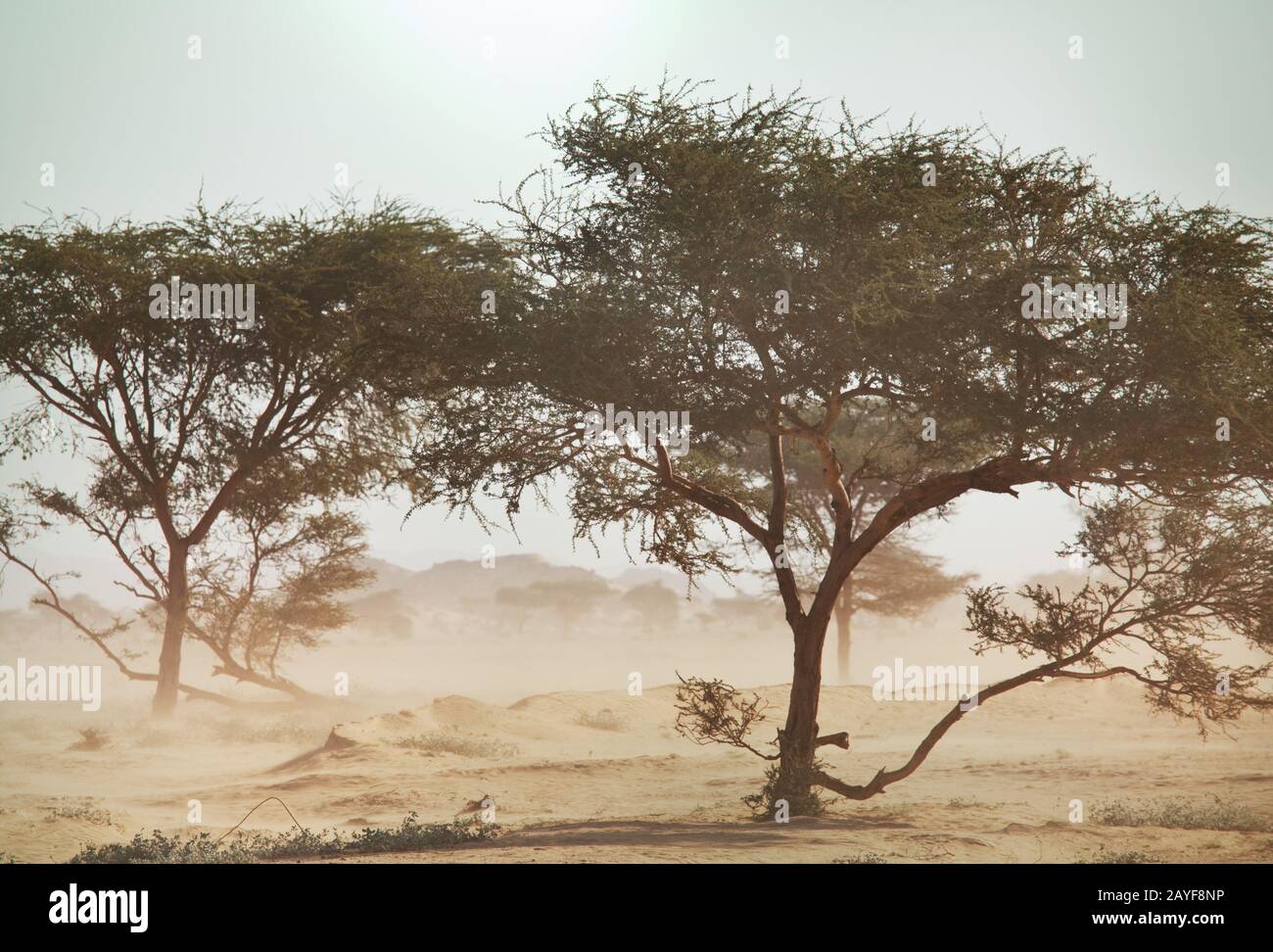 Los paisajes de África Foto de stock