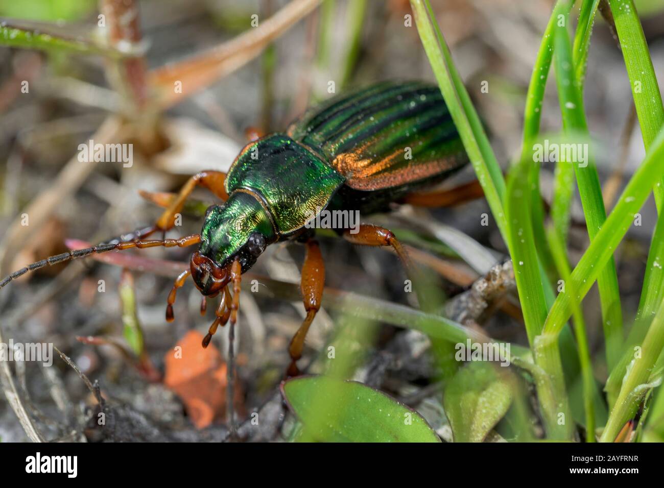 El escarabajo del suelo dorado, el escarabajo del suelo de Gilt (Carabus auratus), los crawls en el suelo, Alemania, Baviera, Niederbayern, Baviera Baja Foto de stock
