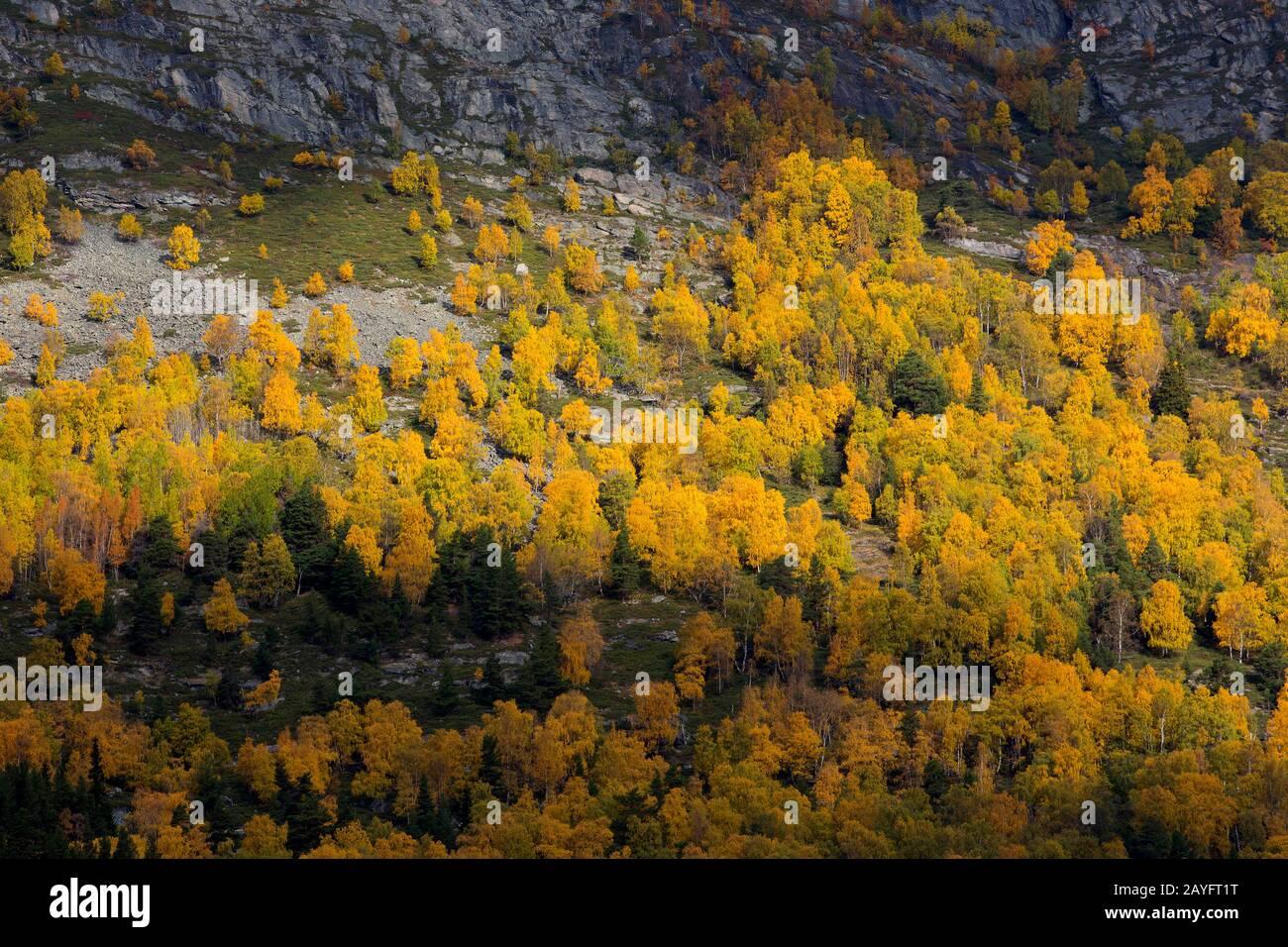 Abedul (Baula SPEC.), colores otoñales , Noruega, Ottadalen Foto de stock