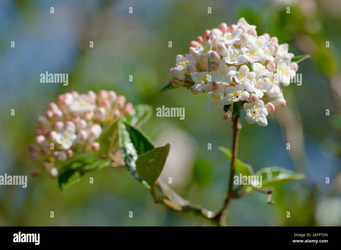 Viburnum de Judd (Viburnum carlesii 'Juddii', Viburnum carlesii Juddii