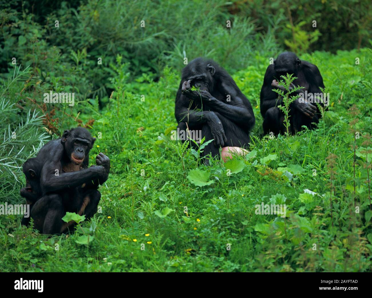 Bonobo, chimpancé pigmeo (Pan paniscus), tres bonobos sentados en un prado Foto de stock