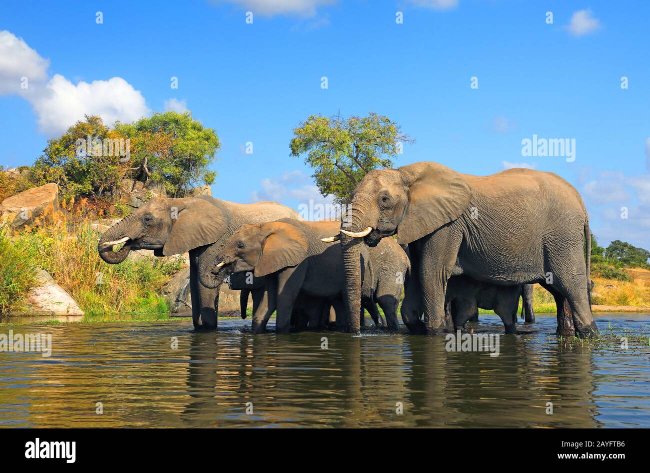 Elefante africano (Loxodonta africana), bebidas de manada en el pozo de agua, Sudáfrica, Mpumalanga, Parque Nacional Kruger Foto de stock