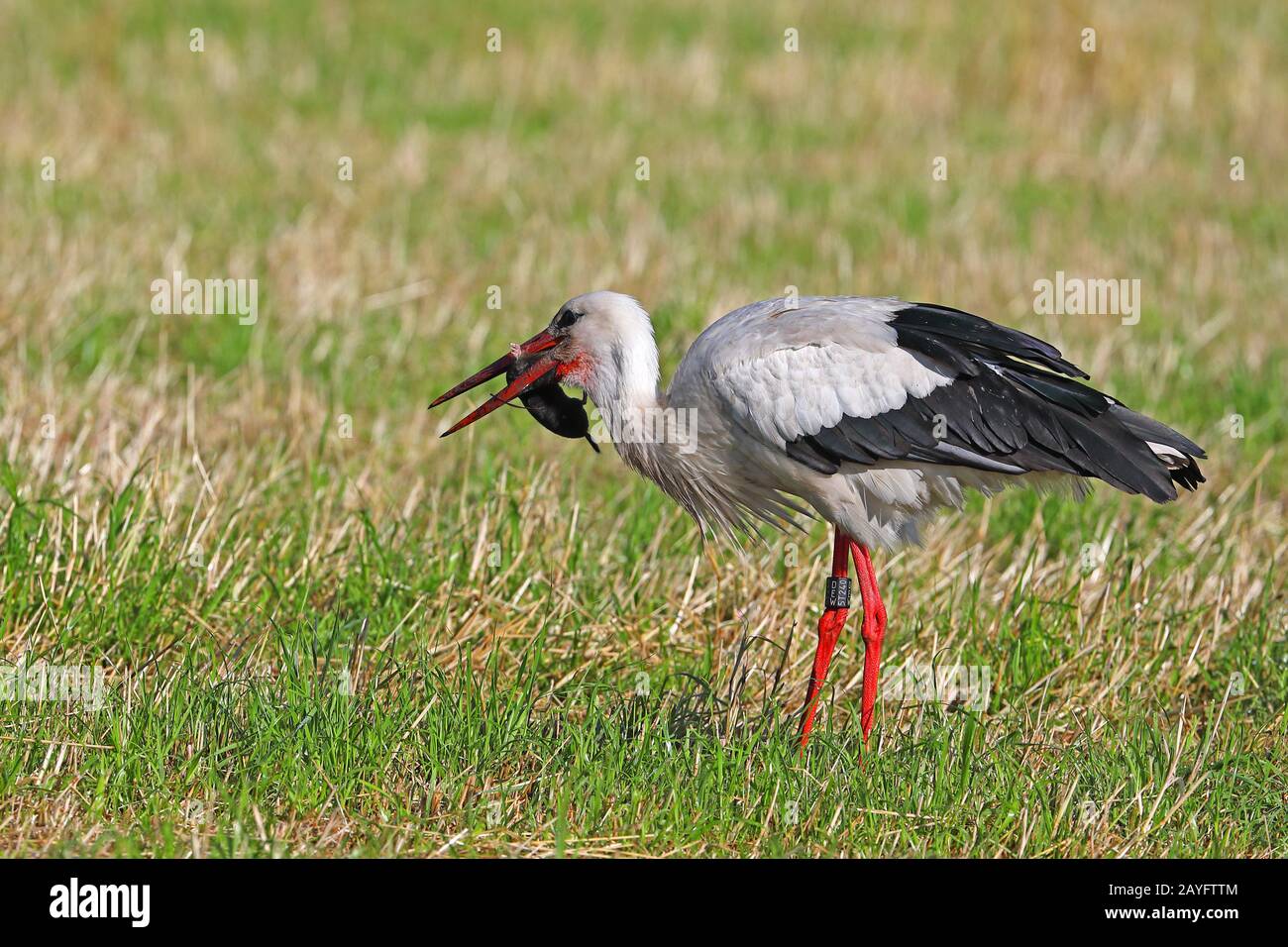 La cigüeña blanca (Ciconia ciclonia), alimenta la mole en un prado, Holanda Foto de stock