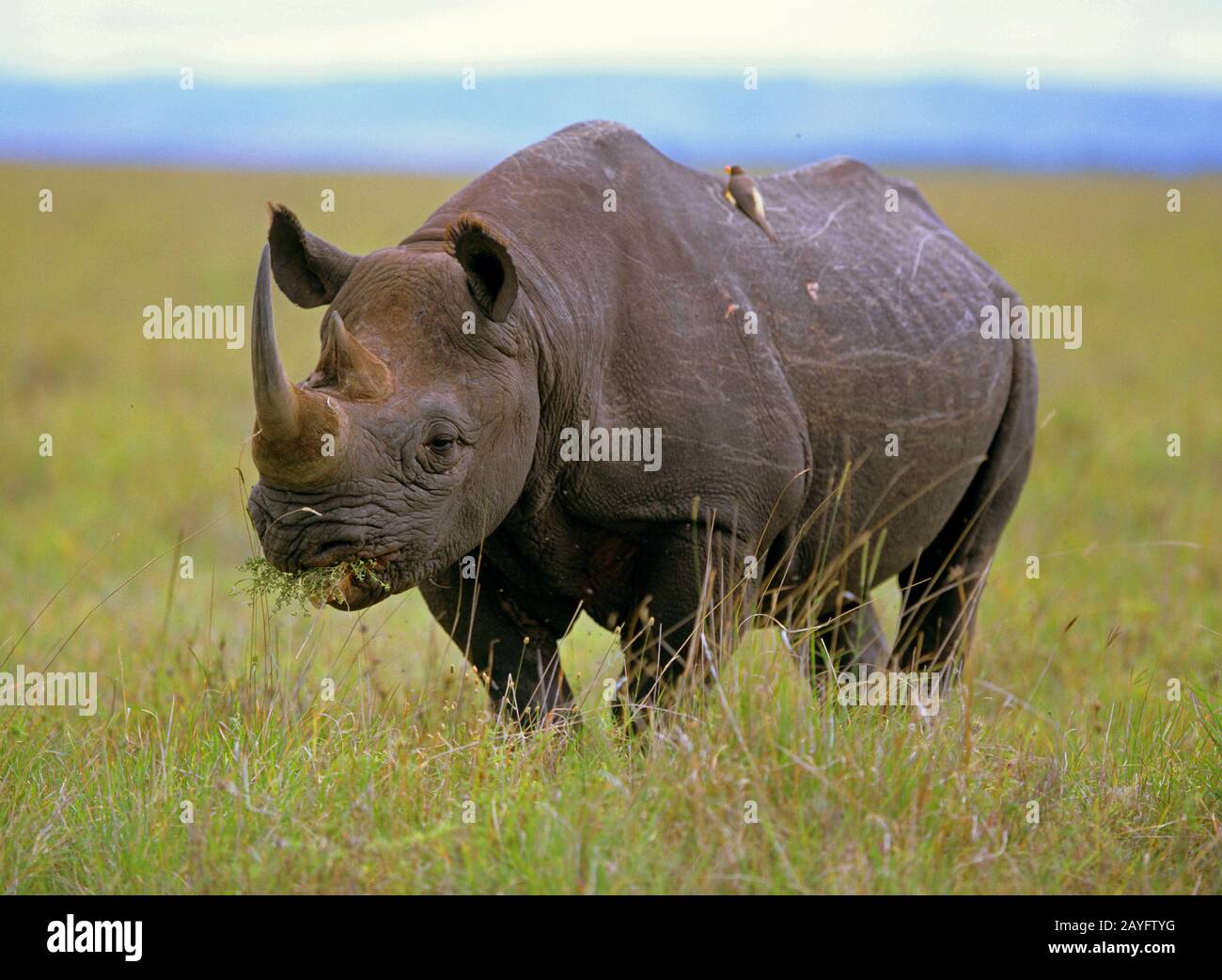 Rinocerontes negros, rinocerontes enganchados, hojear rinocerontes (Diceros bicornis), se encuentra comiendo en la sabana, África Foto de stock