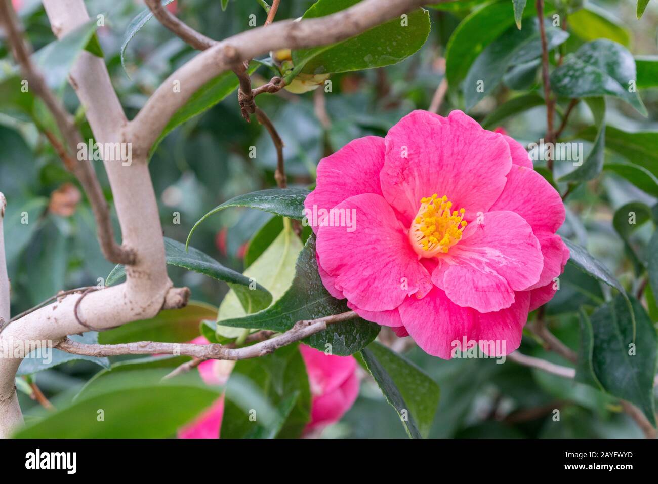 Flor de camelia roja. Flor de Camellia, primer plano de la flor roja de  camellia en flor en el jardín. La flor roja de camellia en primavera  Fotografía de stock - Alamy