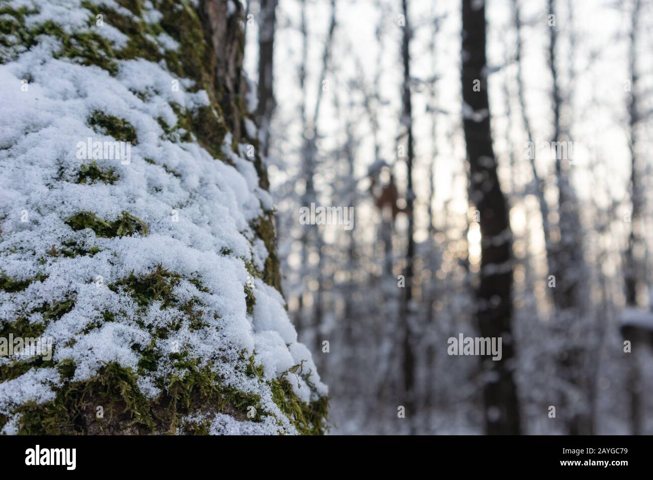 Nieve en el árbol de musgo verde de cerca en el día de humor blanco del invierno. Luz por la noche tiempo frío Foto de stock