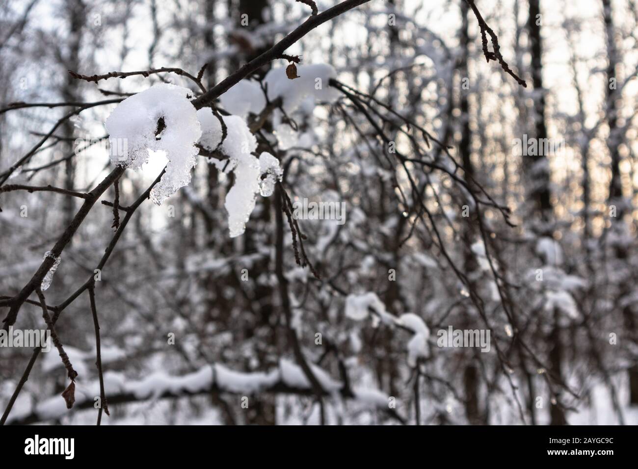 Derretir nieve brillante en primavera en rama de árboles de cerca por la noche cálido sol de puesta de sol y luz azul en la naturaleza del bosque de invierno Foto de stock