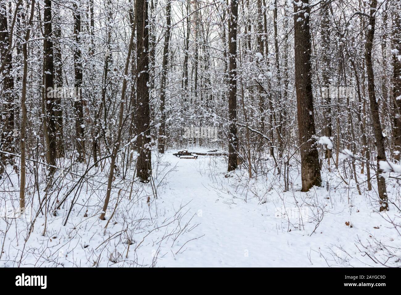 Nieve naturaleza bosque árboles paisaje en blanco soleado invierno estado de ánimo día. Luz y brillante tiempo de nieve fría Foto de stock
