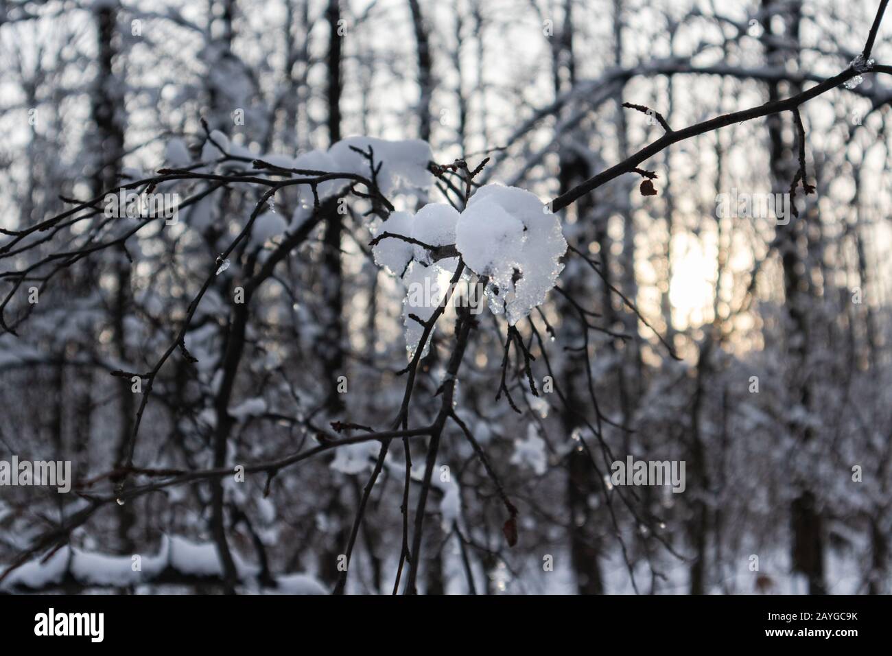 Derretir nieve brillante en primavera en rama de árboles de cerca por la noche cálido sol de puesta de sol y luz azul en la naturaleza del bosque de invierno Foto de stock