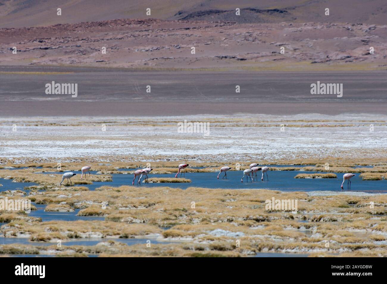 Flamingos Andinos (Phoenicopterus andinus) alimentándose en Laguna Tuyajto  en la Reserva Nacional los Flamencos cerca de San Pedro de Atacama en el  Atacama Des Fotografía de stock - Alamy