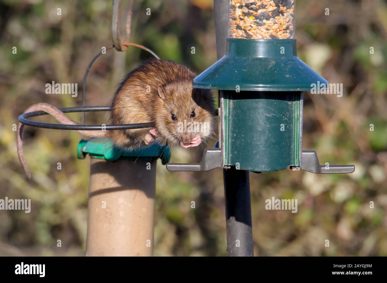 Rata marrón mirando la alimentación de la cámara desde una semilla de picado del alimentador de pájaros. Tomada en Keyhaven, Reino Unido Foto de stock