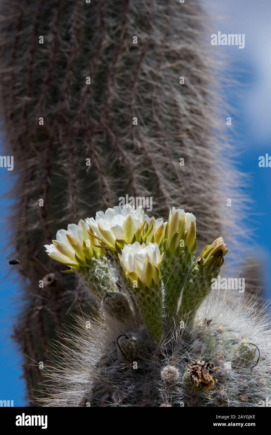 Flor De Cactus Cardon Imagenes De Stock Flor De Cactus Cardon