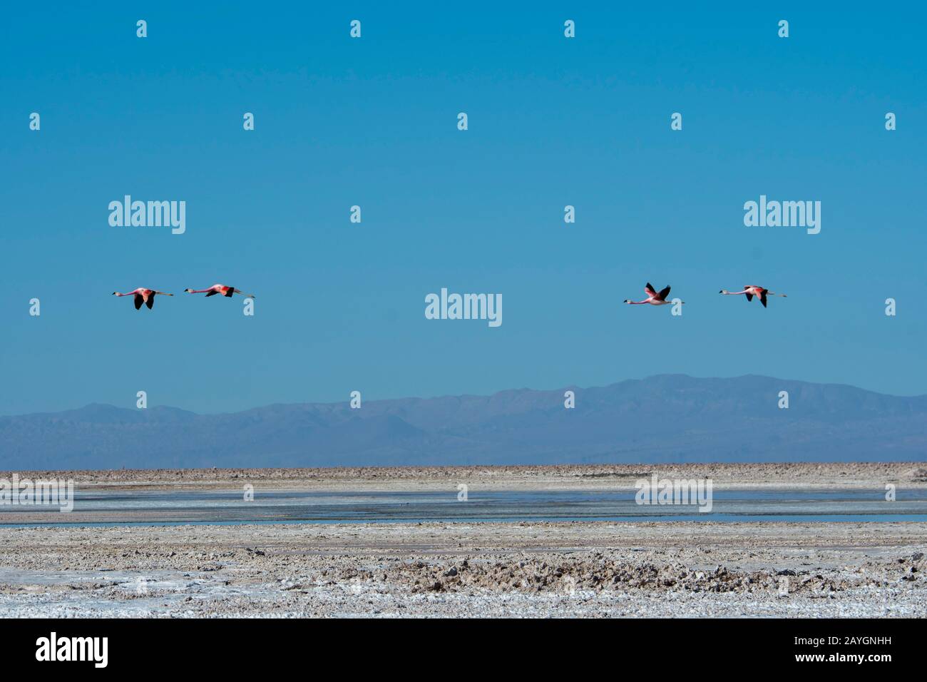 James Flamingos (Phoenicoparrus jamesi), también conocido como los flamingos puna en vuelo en la laguna Chaxa, sección Soncor de los Flamencos National Rese Foto de stock