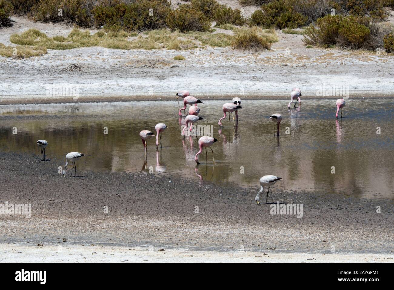 Los flamencos andinos (Phoenicopterus andinus), los flamencos de James (Phoenicoparrus jamesi) y los flamencos chilenos (Phoenicopterus chilensis) se alimentan en Lagun Foto de stock