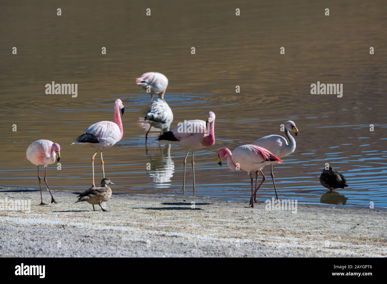 Flamencos andinos (Phoenicopterus andinus) y flamencos de James (Phoenicoparrus jamesi) que se alimentan en Laguna Machuca en el desierto de Atacama, cerca de San Pedro Foto de stock