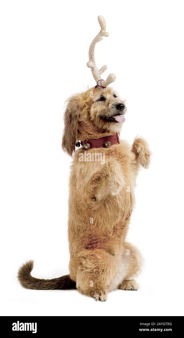 Max el perro grinch Fotografía de stock - Alamy