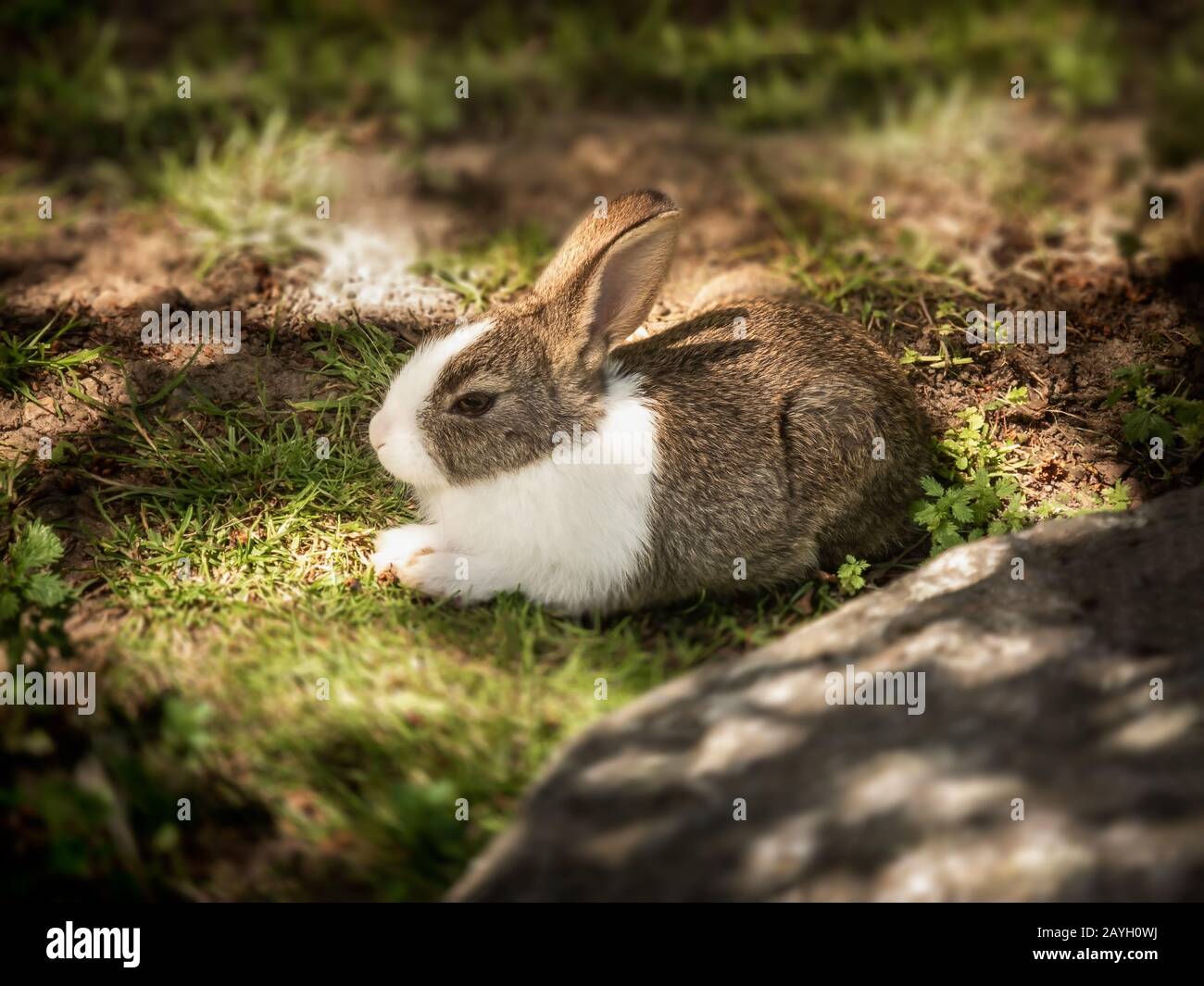 Lindo y peludo pequeño bebé mascota conejo tumbado en hierba verde natural y tierra fuera en el campo jardín de la granja patio trasero en el sol Foto de stock