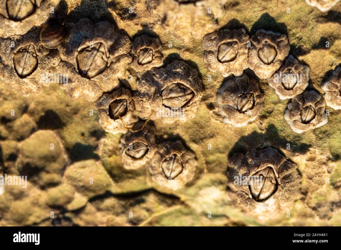 Un macro primer plano de los barranáculos en North Landing cerca de Flamborough, East Yorkshire, Reino Unido Foto de stock