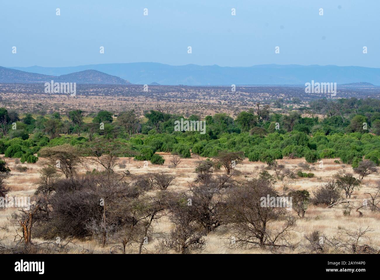 Vista del paisaje seco de la sabana con la línea de árboles a lo largo del río Ewaso Nyiro en la Reserva Nacional de Samburu en Kenia. Foto de stock