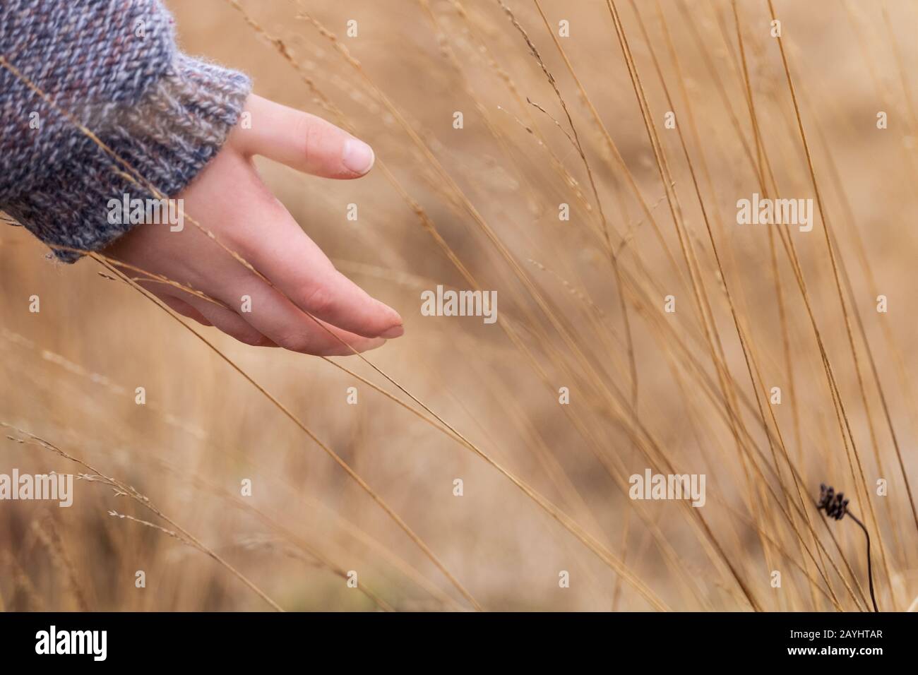 la mano del niño toca la hierba Foto de stock