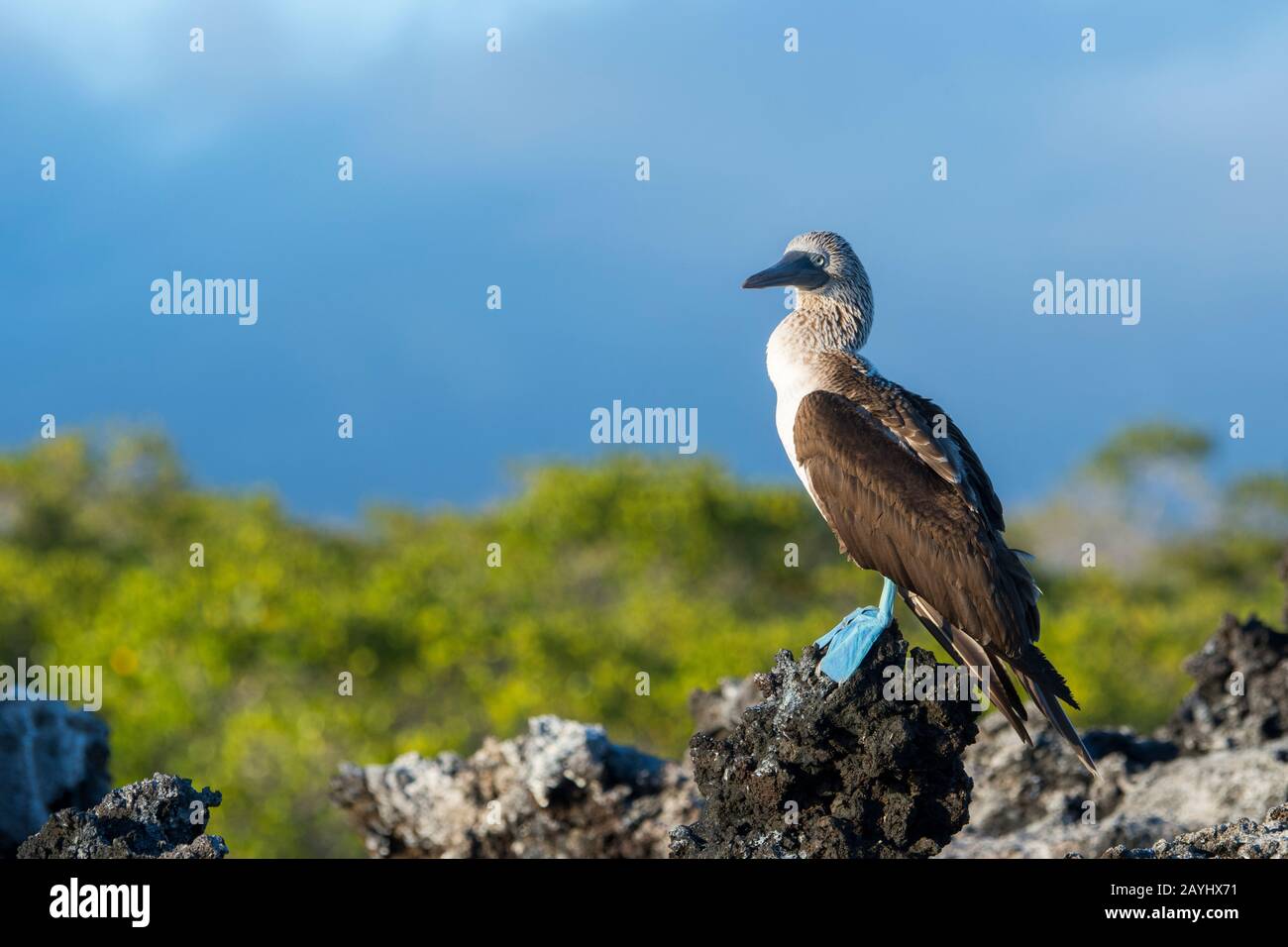 Un booby de patas azules (Sula nebouxii) sentado sobre rocas de lava en la  laguna en la cala Tortuga Negra, Isla Santa Cruz (Infatigable) en la isla  Galápagos Fotografía de stock -