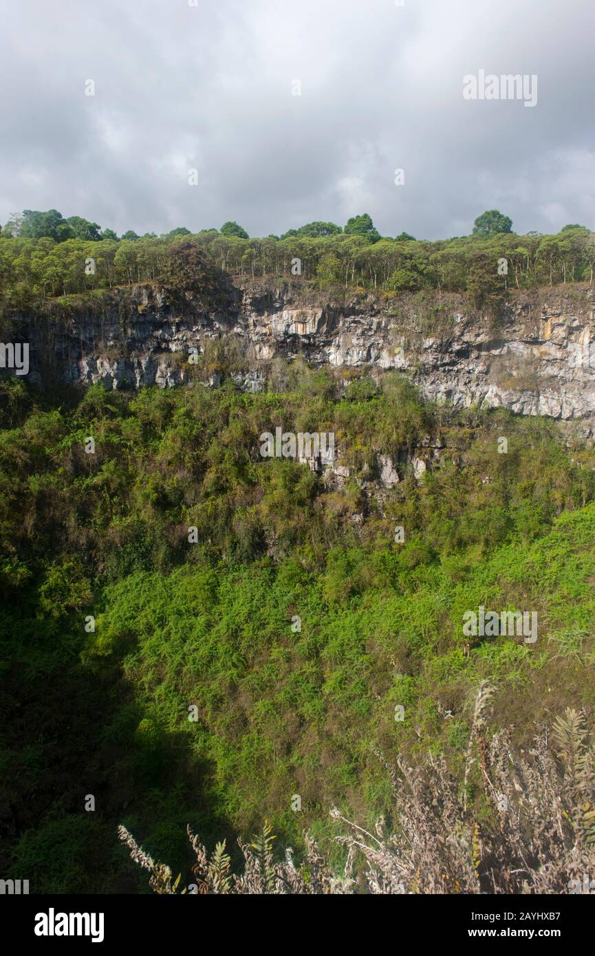 Un pozo de pozo (cráteres gemelos) en el bosque de Scalesia (miembro de