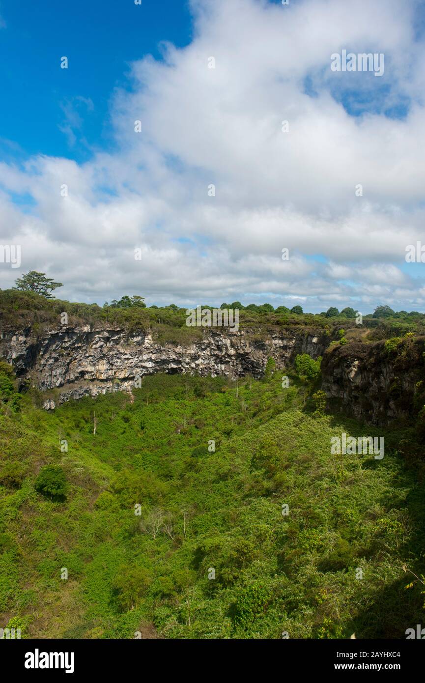 Un pozo de pozo (cráteres gemelos) en el bosque de Scalesia (miembro de