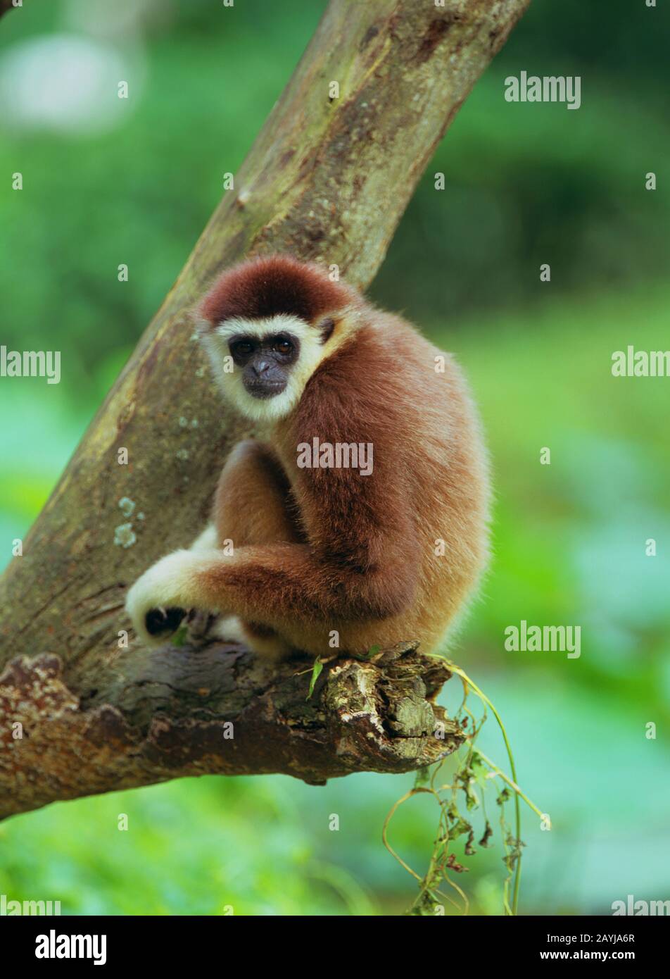 Dark-handed gibbon, negro-handed Gibbon, ágil gibbon (Hylobates agilis), sentado en una rama Foto de stock