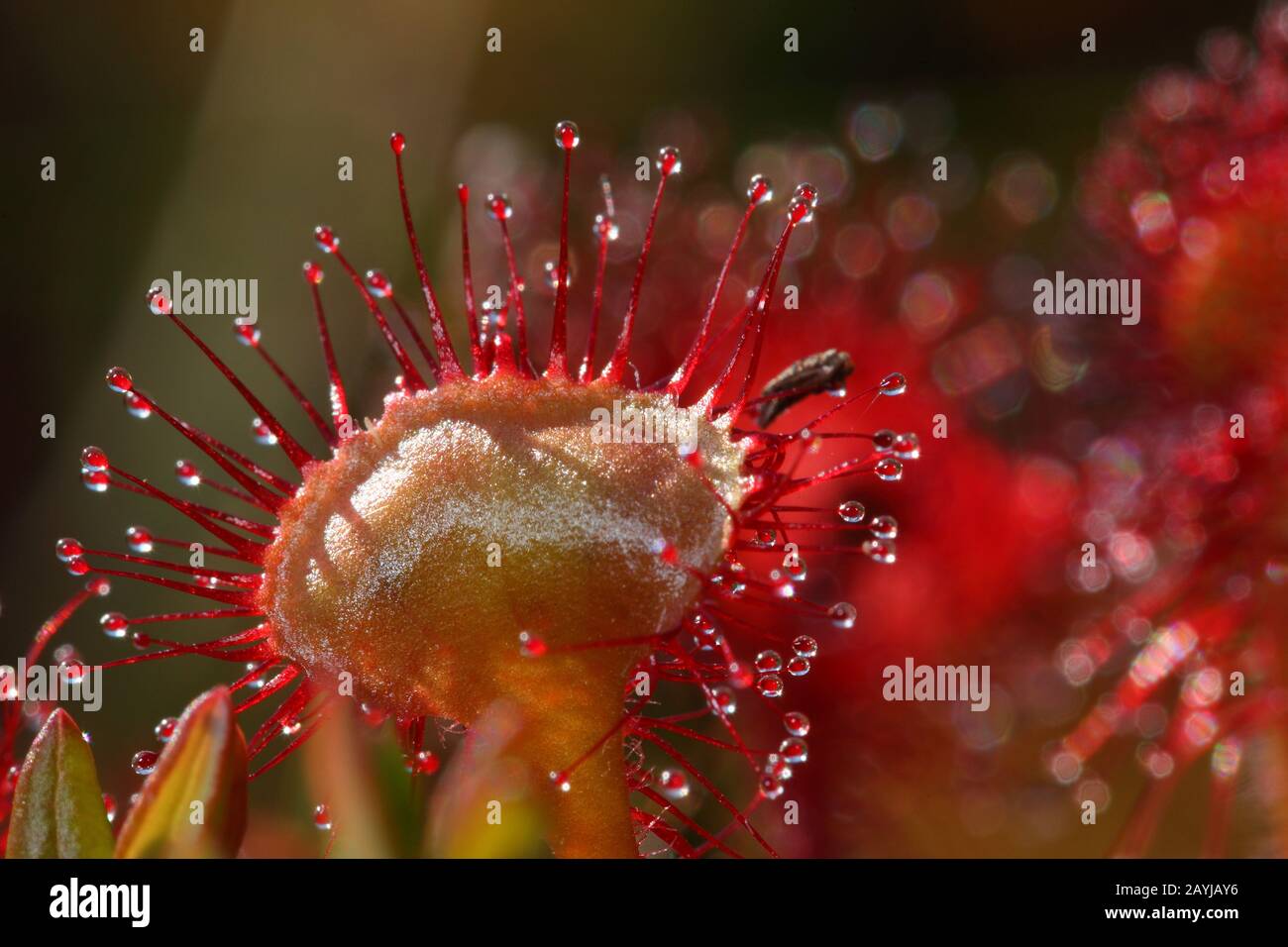 Sundew redondo, sundew redondo (Drosera rotundifolia), hoja, Alemania Foto de stock