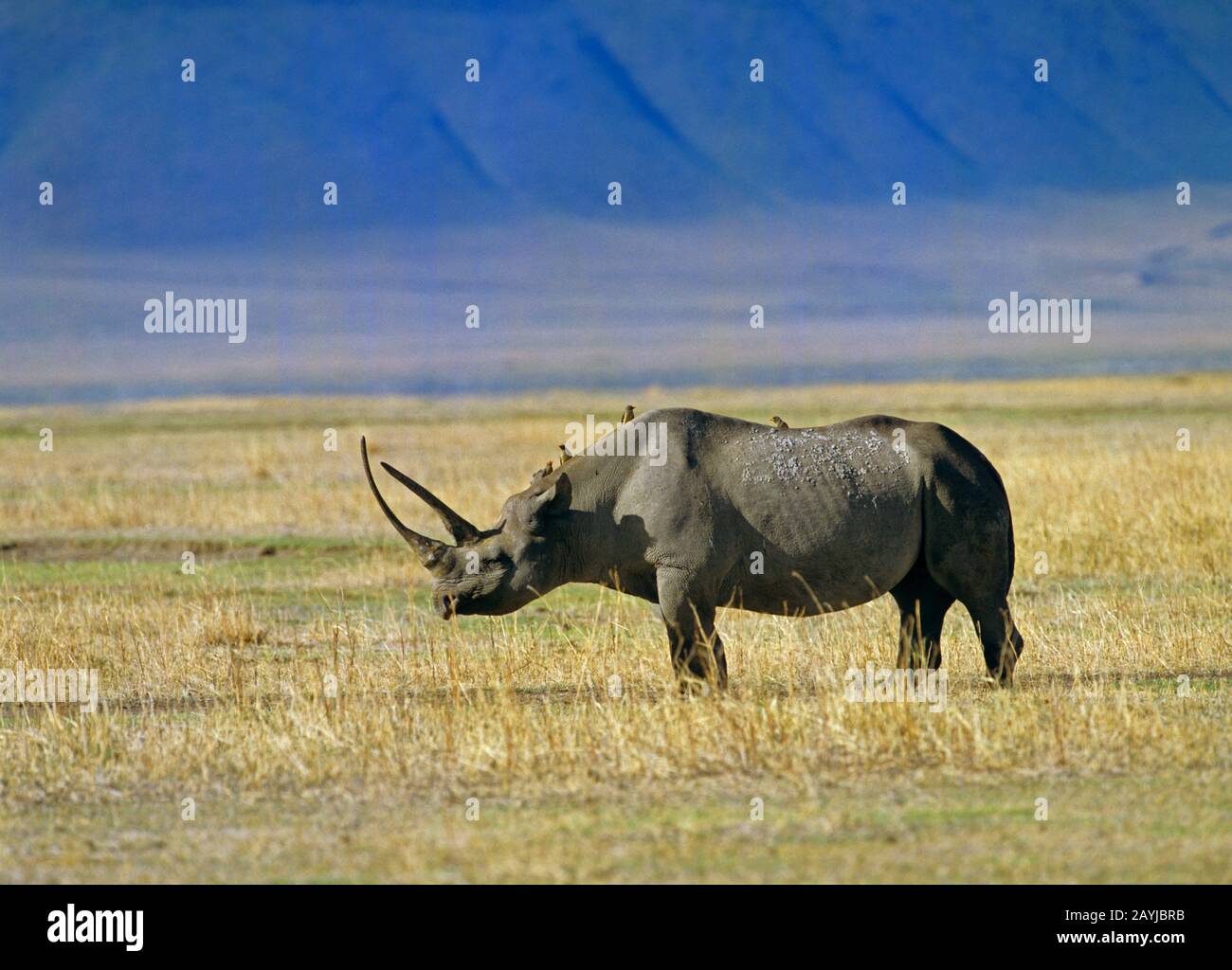 Rinocerontes negros, rinocerontes enganchados, hojear rinocerontes (Diceros bicornis), de pie en la sabana, vista lateral, África Foto de stock