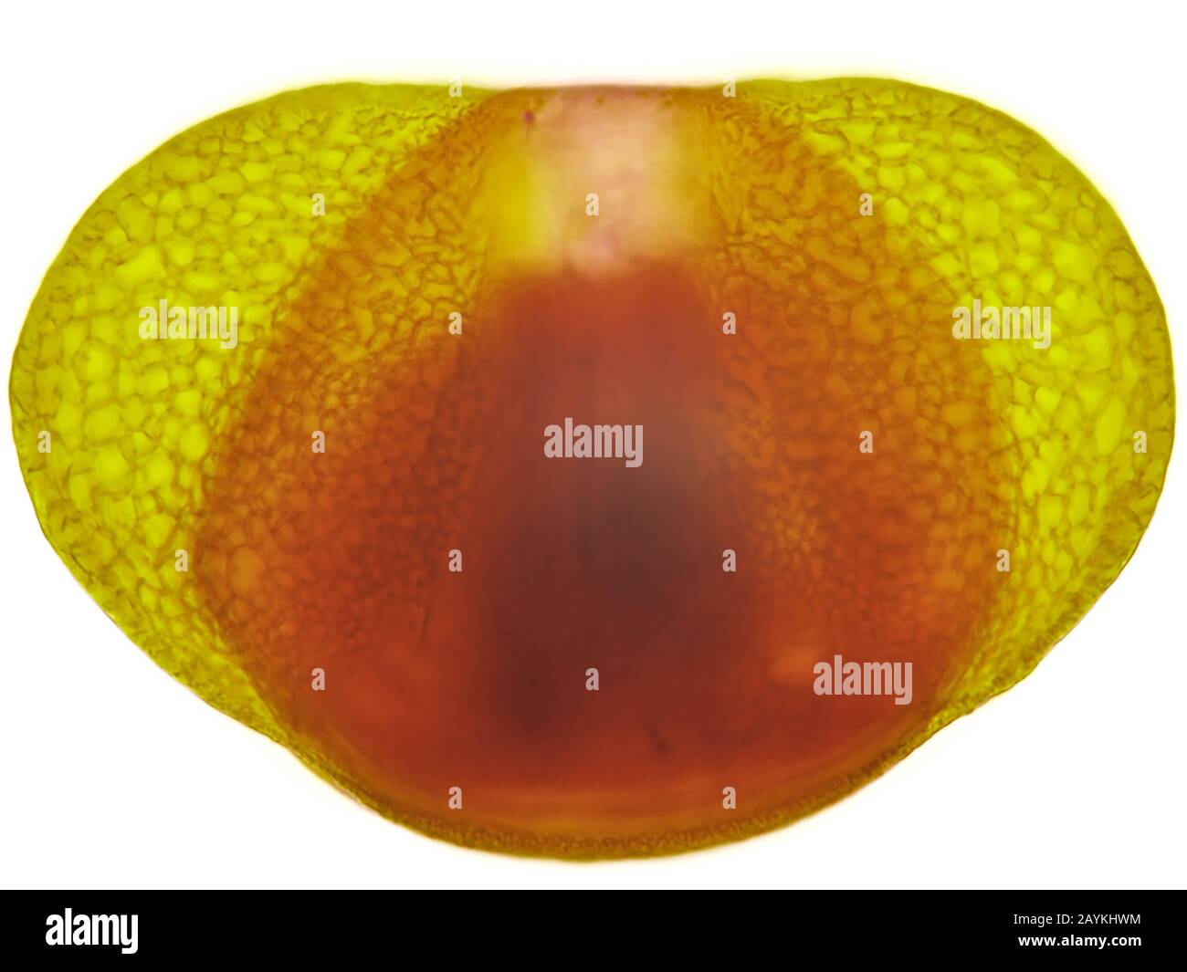 Grano de polen de pino fotografías e imágenes de alta resolución - Alamy