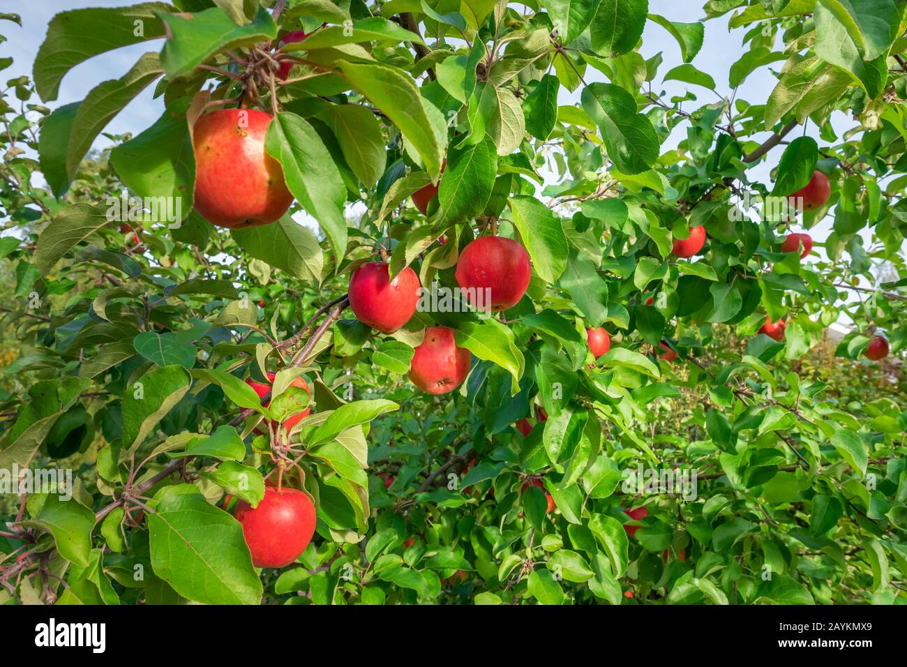 Manzanas rojas en el manzano Foto de stock