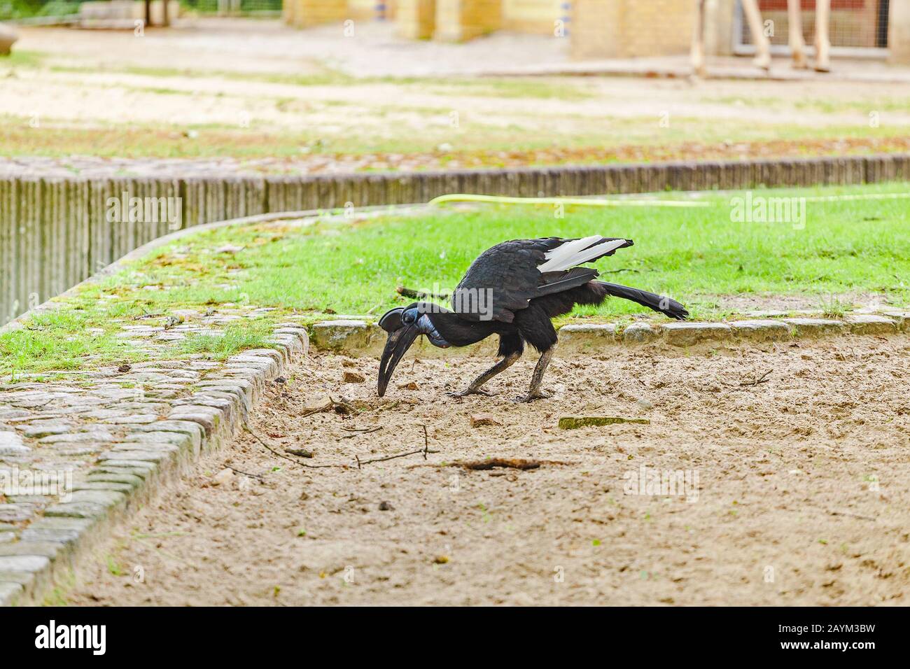 Abyssinia tierra norteña Hornbill Bucorvus abyssinicus ave extraña Foto de stock
