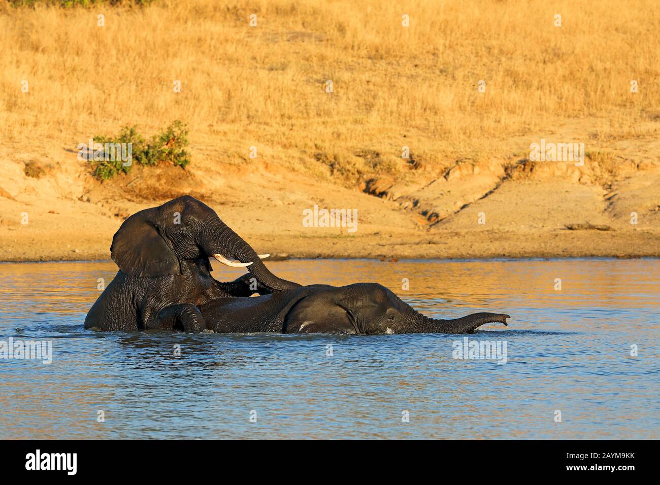 Elefante africano (Loxodonta africana), dos elefantes juegan en el agua, Sudáfrica, Kwazulu-Natal, Reserva de caza Mkhuze Foto de stock