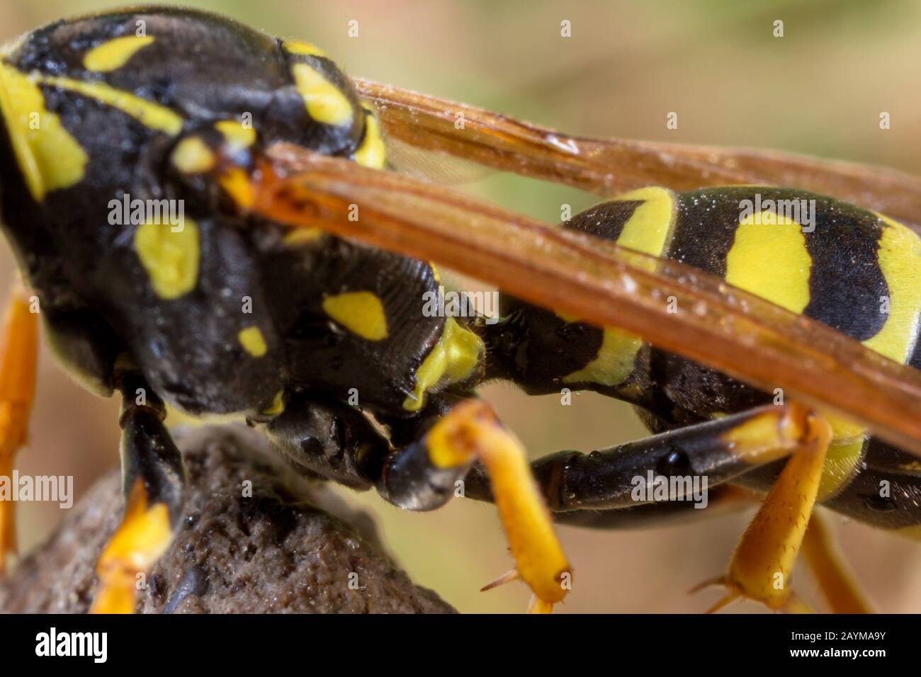 Avispa de papel (Polistes galica, Polistes dominula), detalle de tórax y abdomen, pecíolo de cintura estrecha, Alemania, Baviera, Niederbayern, Baja Baviera Foto de stock