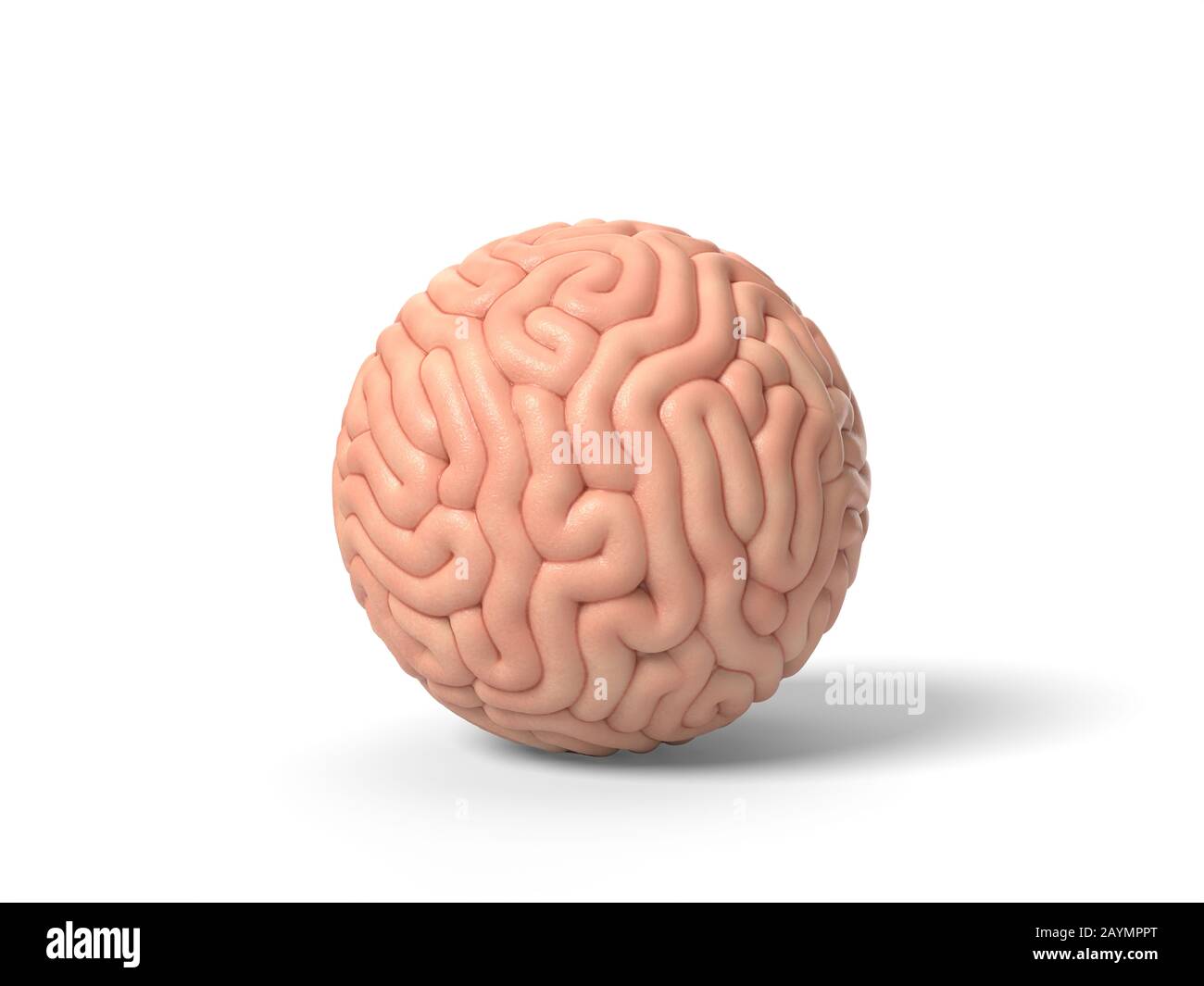 Lujoso Último Penélope cerebro humano en forma de esfera pequeña. adecuado para temas de cerebro,  biología, medicina, ciencia y fuentes. Ilustración 3D Fotografía de stock -  Alamy