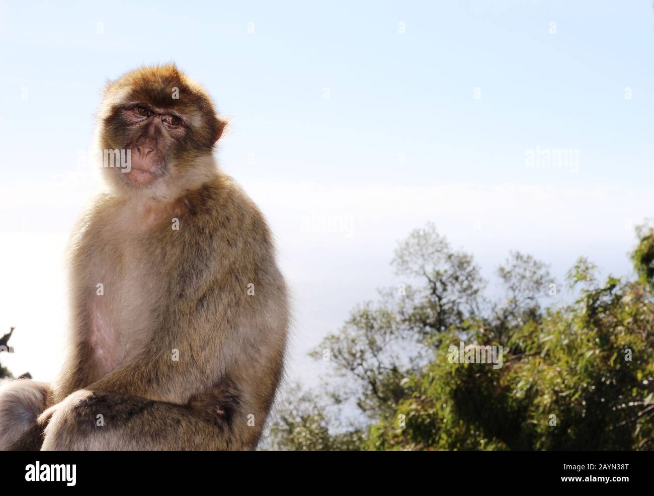 Macacos Barbary en Gibraltar Foto de stock