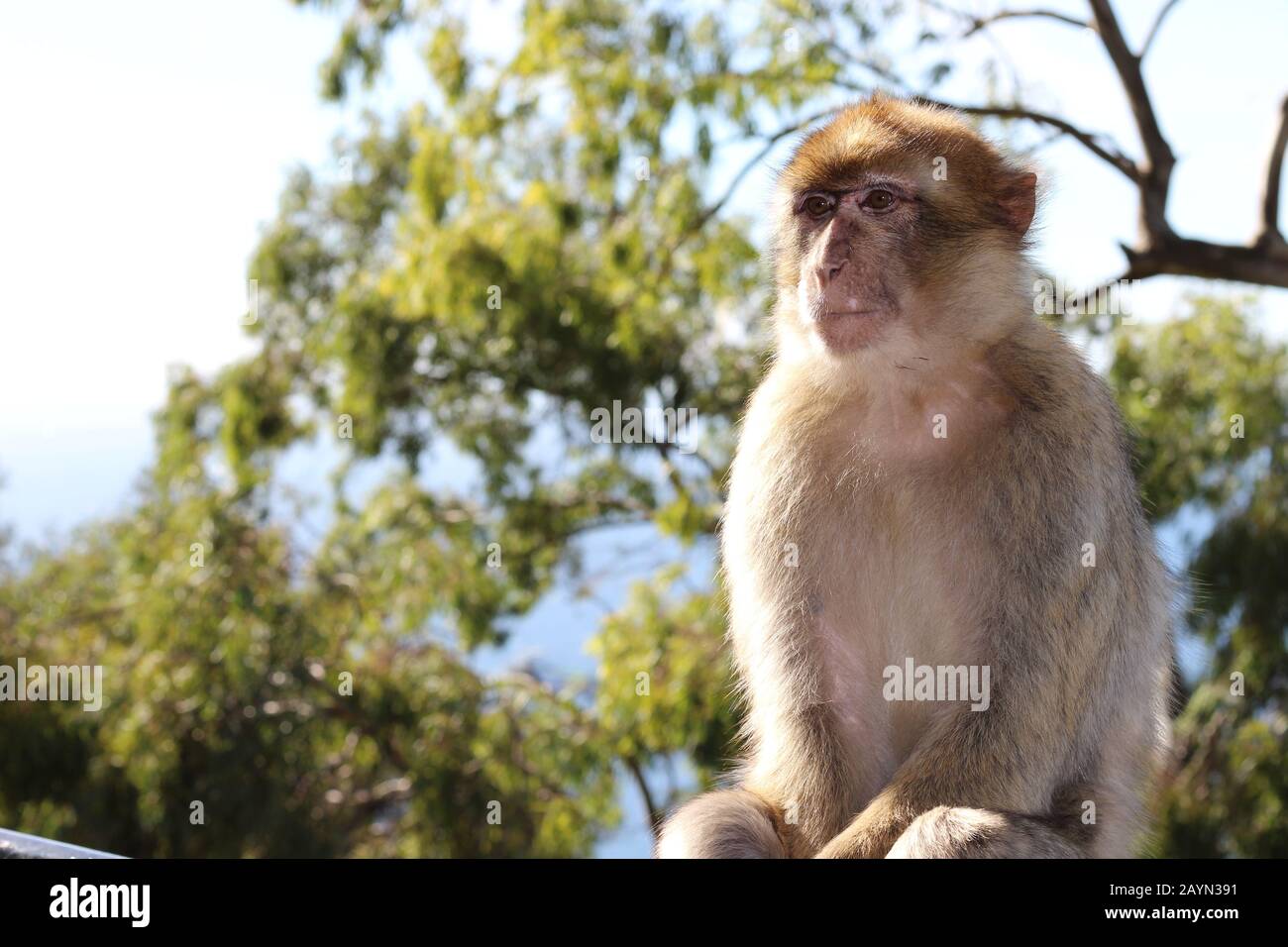 Macacos Barbary en Gibraltar Foto de stock