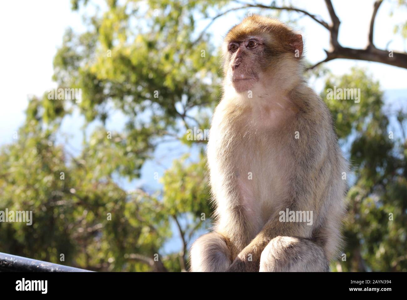 Macacos Barbary en Gibraltar Foto de stock