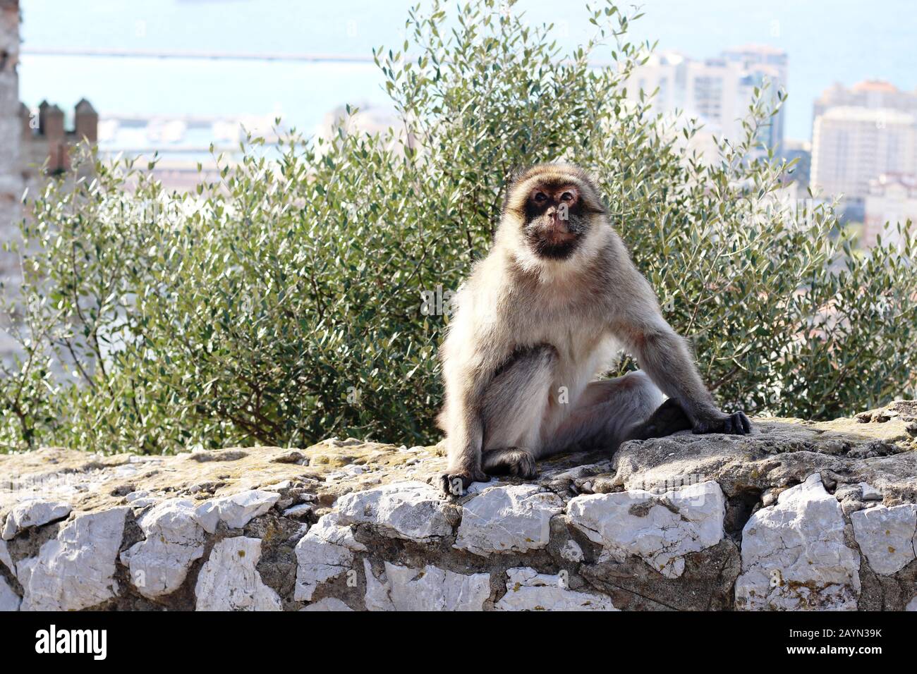 Macaque barberal en Gibraltar, con el castillo morisco a la izquierda de la imagen Foto de stock
